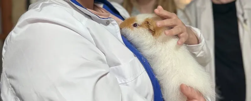 Young Veterinarian Club