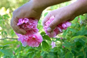 Rose Festival
