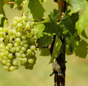 5th Grape and Grape Products Festival