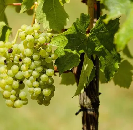 5th Grape and Grape Products Festival