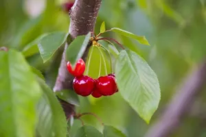 Cherry Festival