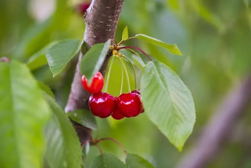 Cherry Festival