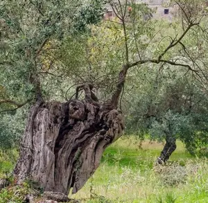 Olive Festival - Anglisides Village