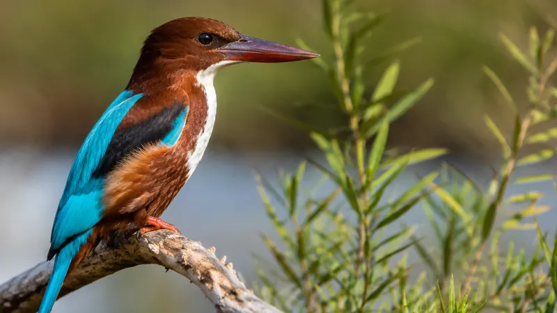 Birdwatching in Mandria and the Asprokremmos Reservoir Area