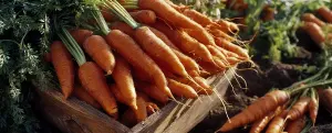 Pancyprian Carrot Festival