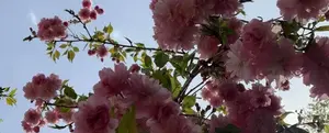 Sakura Festival