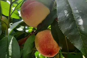 Peach Festival in Kato Mylos