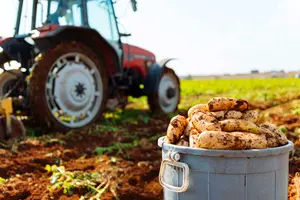 Potato Festivals