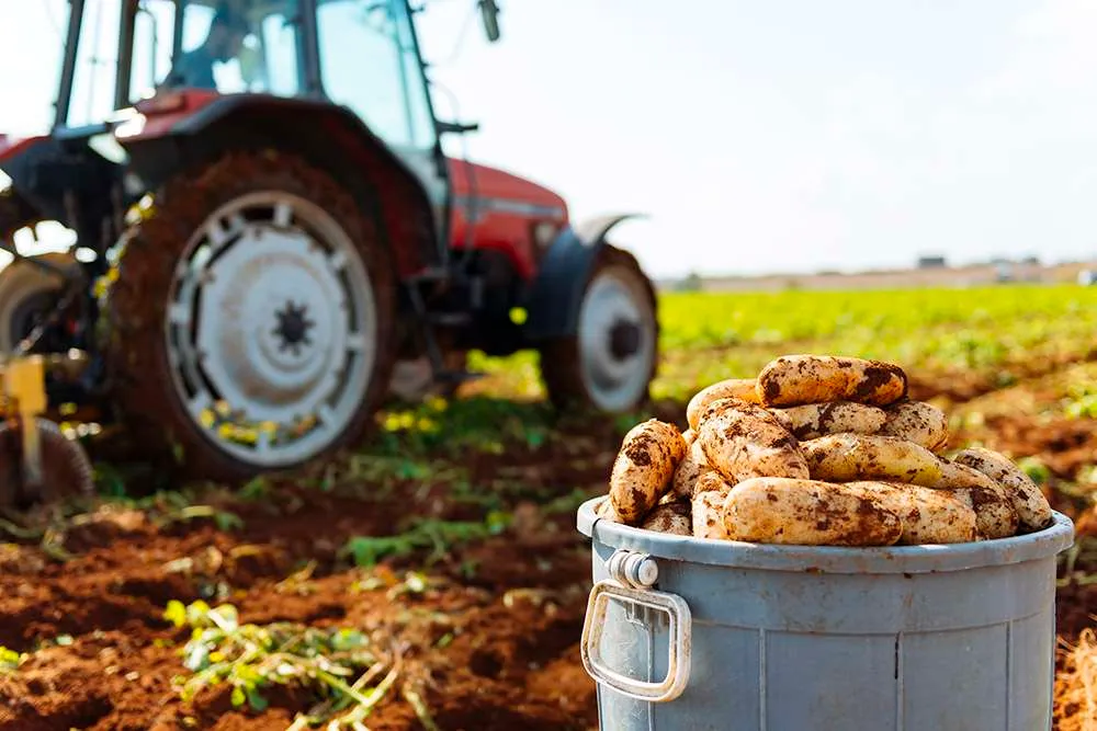 Potato Festivals