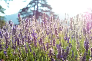 Lavender Festival
