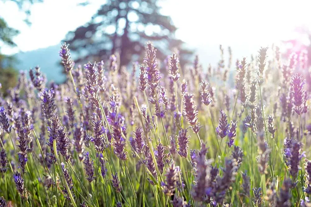 Lavender Festival