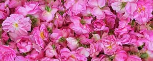 Rose Festival
