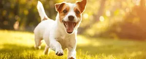Fun Day for Animals