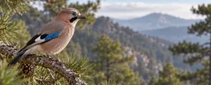 Birdwatching in Troodos