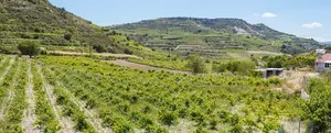 A festival in honour of the women of Cyprus’s villages