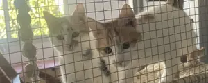 Oktoberfest Charity Bazaar at Cops Cats