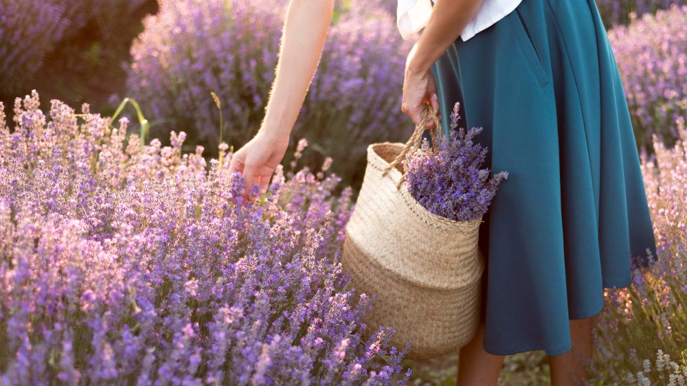 13th Annual Lavender Festival at Cyherbia Botanical Park