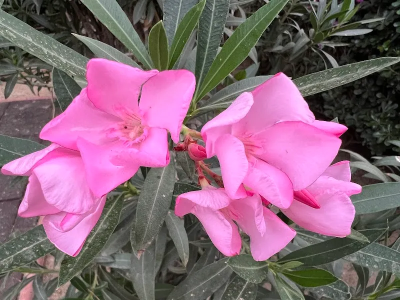 Ag. Georgiou Park - venue in Nicosia, Cyprus
