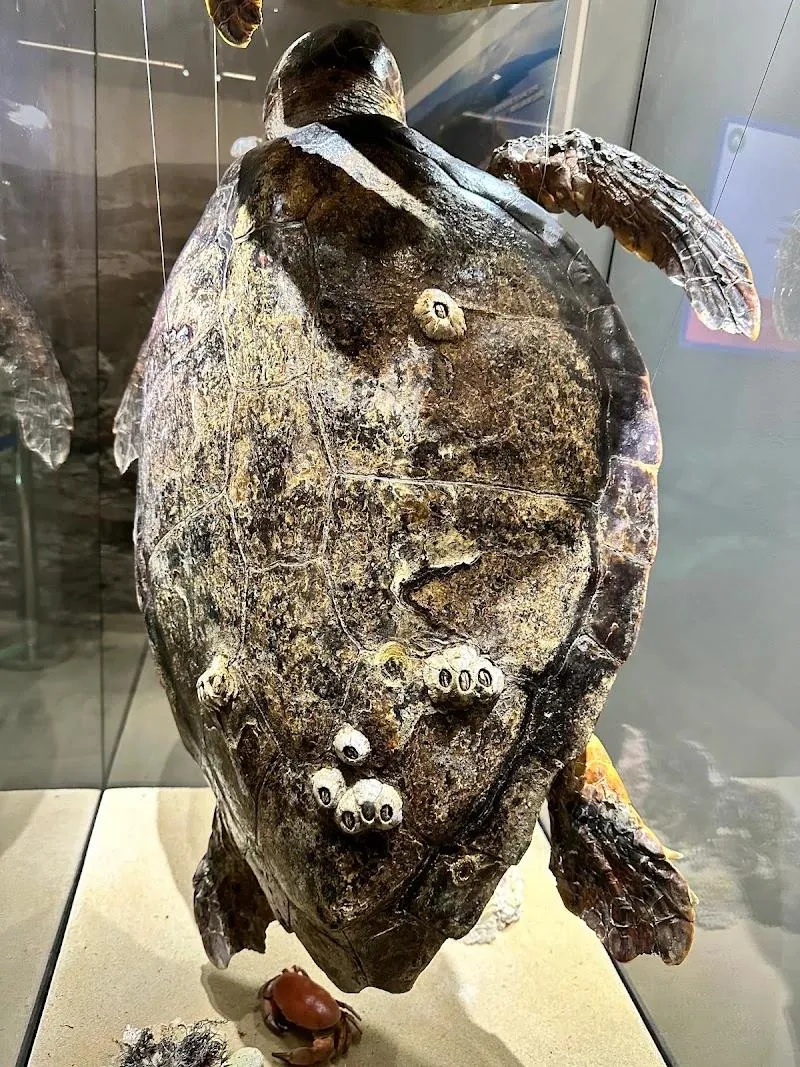 Innia-Lara Turtle Museum