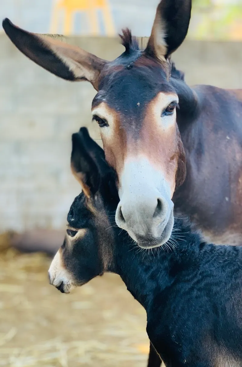 Golden Donkeys Farm