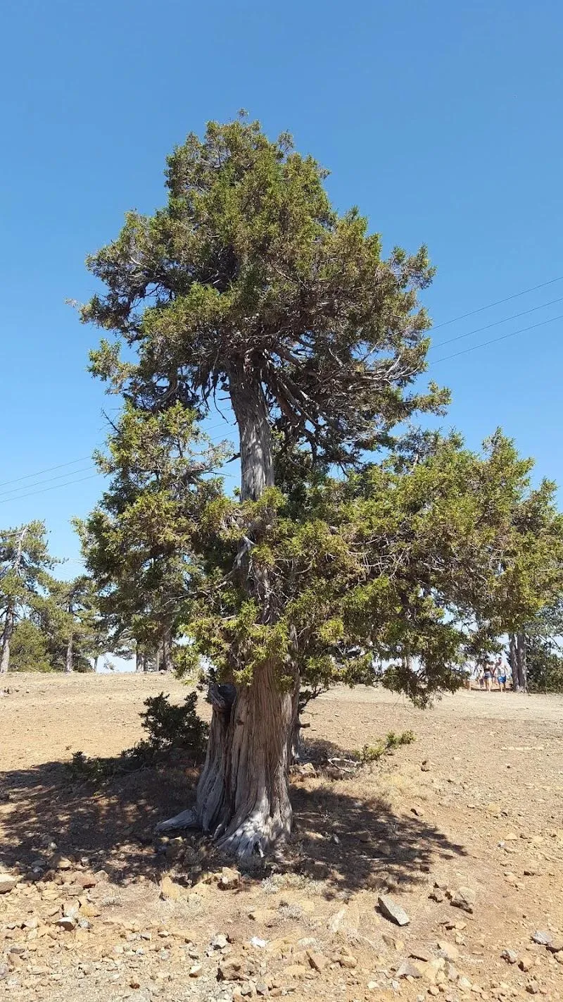 Troodos Jct
